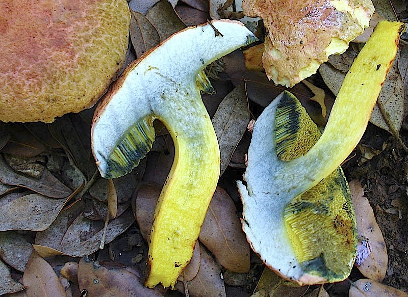 Xerocomus persicolor e armeniacus